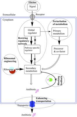 The Application of Regulatory Cascades in Streptomyces: Yield Enhancement and Metabolite Mining